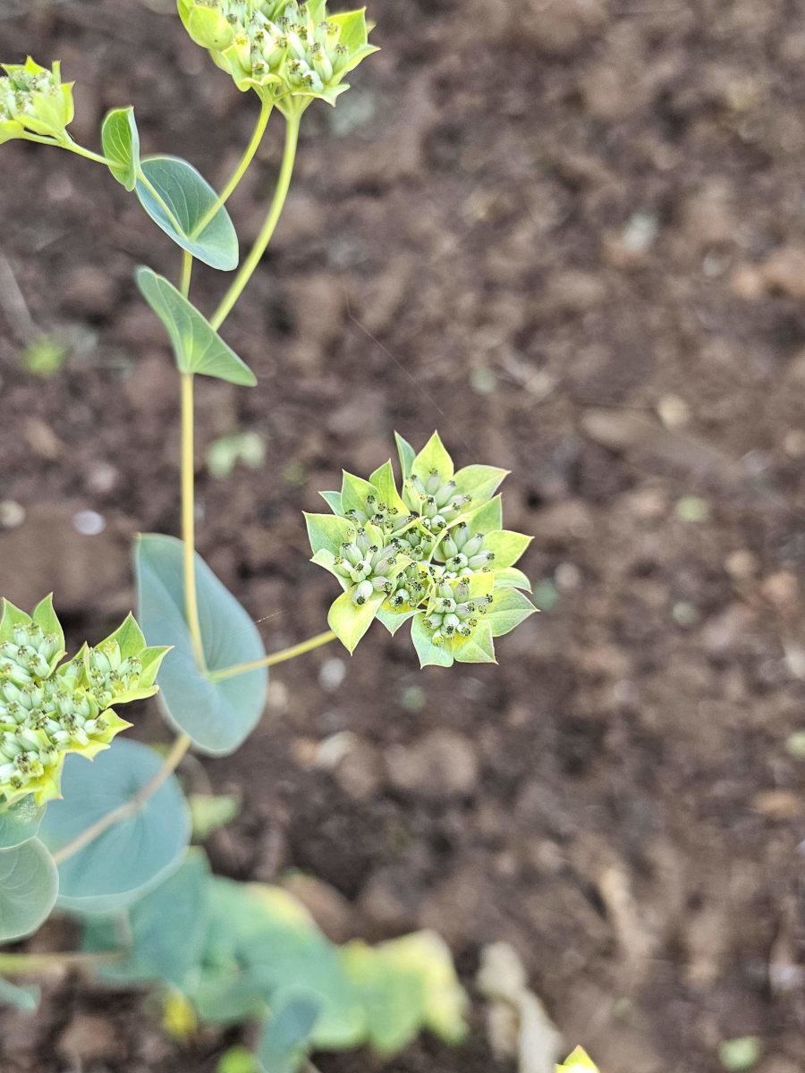 Bupleurum rotundifolium Bupleurum rotundifolium