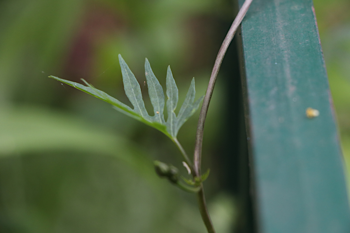 Ipomoea × multifida Ipomoea × multifida