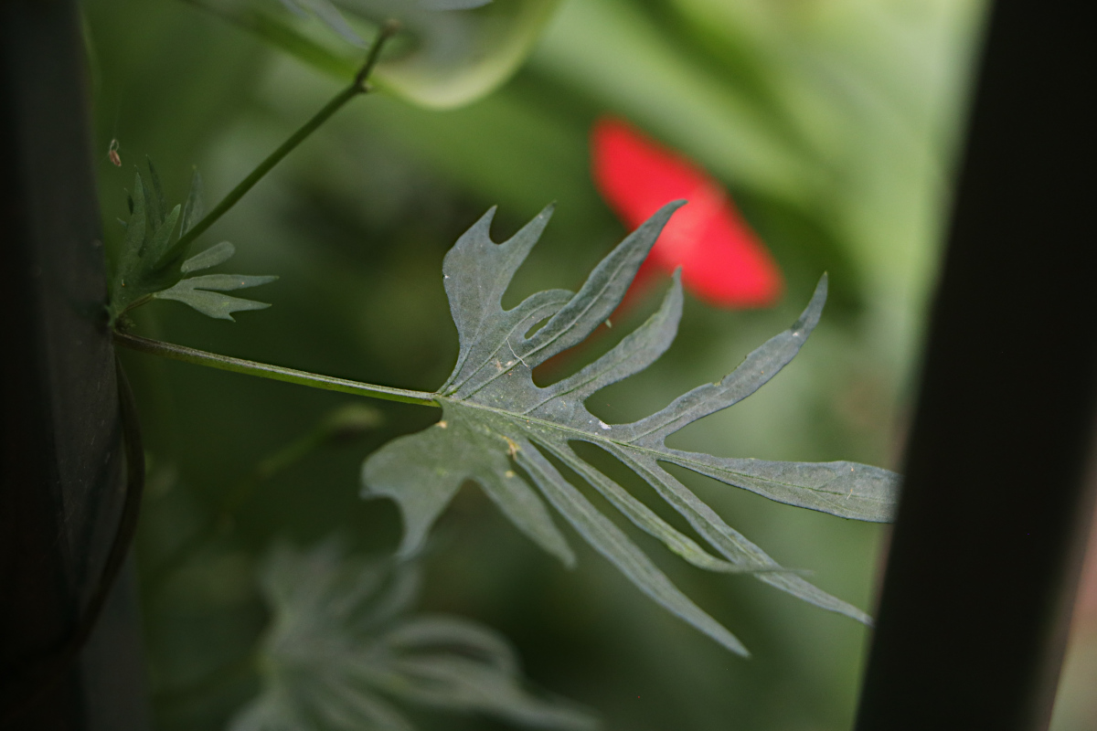 Ipomoea × multifida Ipomoea × multifida