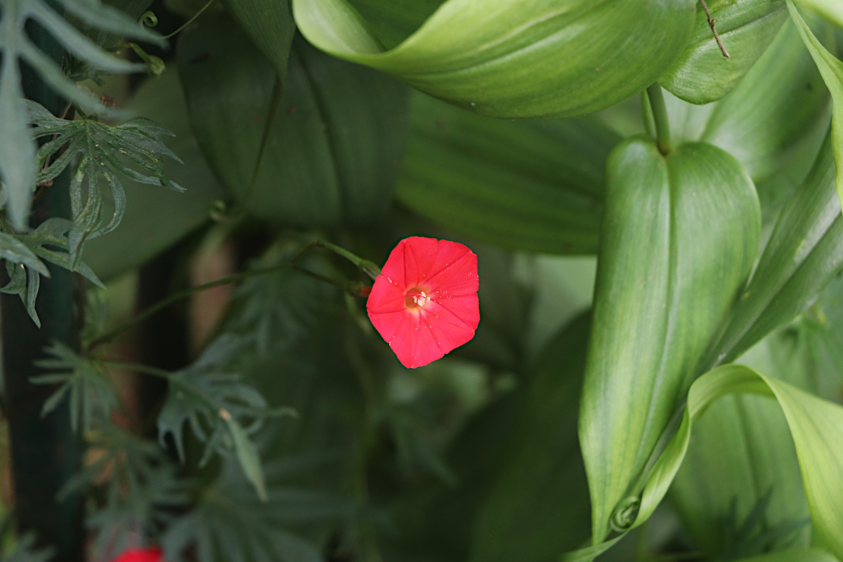Ipomoea × multifida Ipomoea × multifida