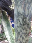 Sansevieria mansfeldii