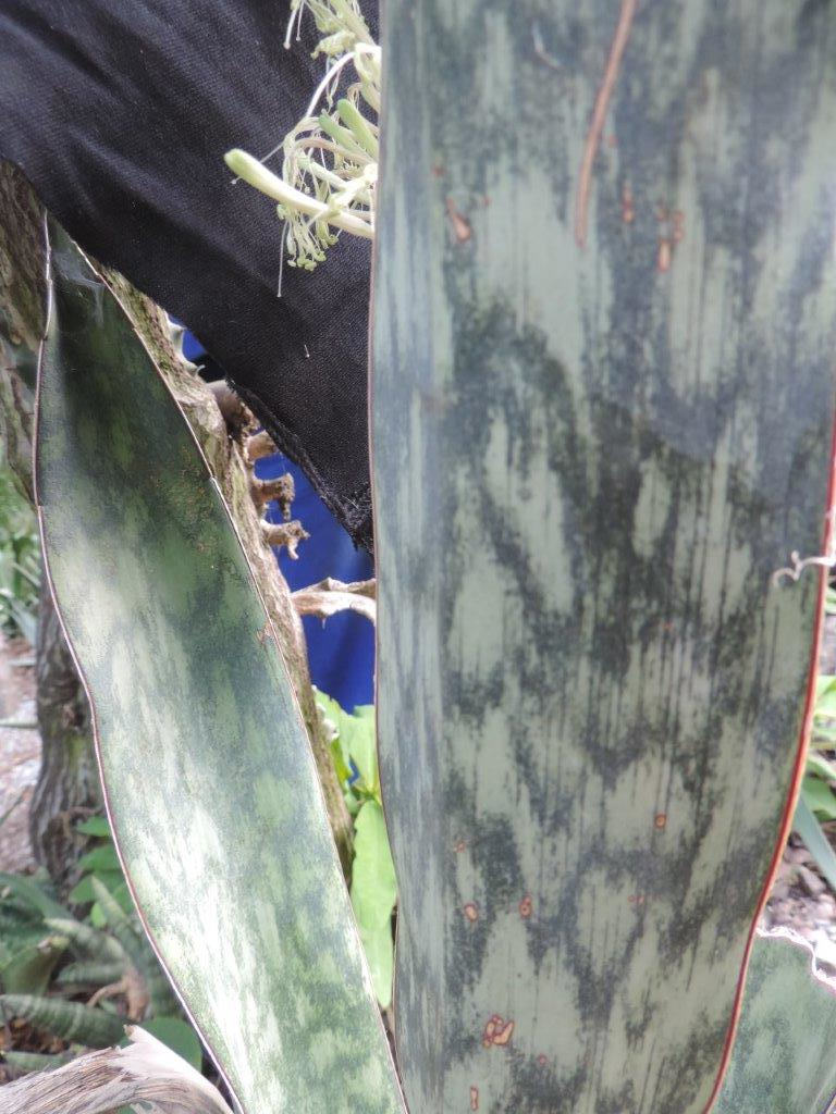 Sansevieria mansfeldii Sansevieria mansfeldii