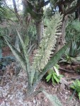 Sansevieria mansfeldii