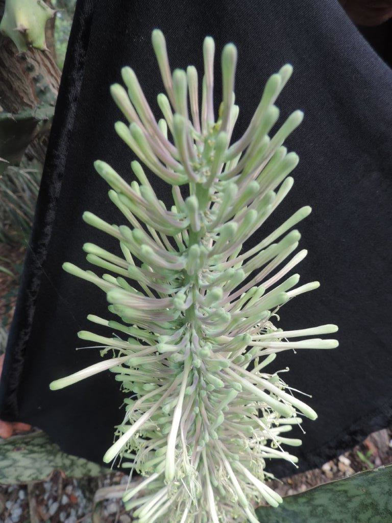 Sansevieria mansfeldii Sansevieria mansfeldii
