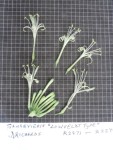 Sansevieria mansfeldii