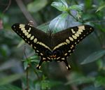Papilio ophidicephalus