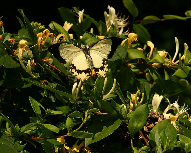 Papilio dardanus