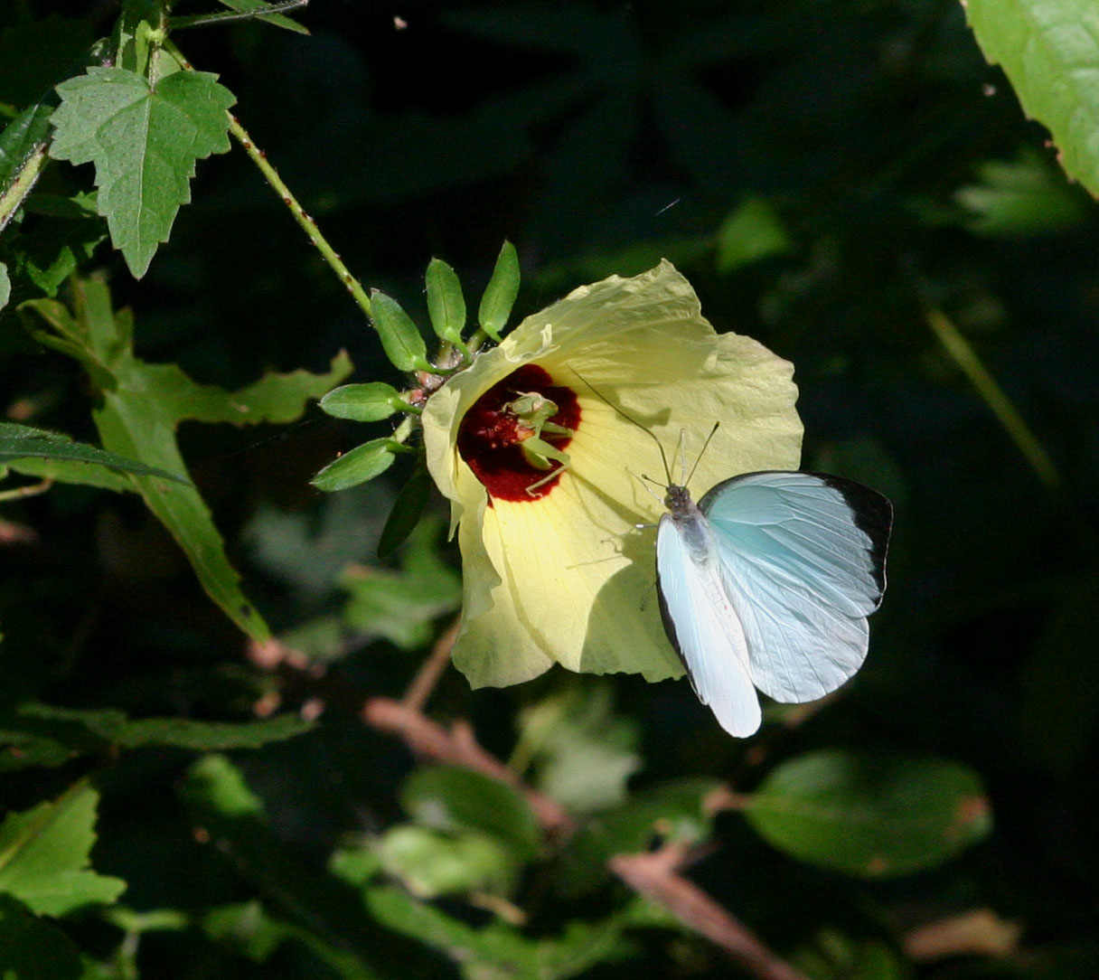 Nepheronia thalassina