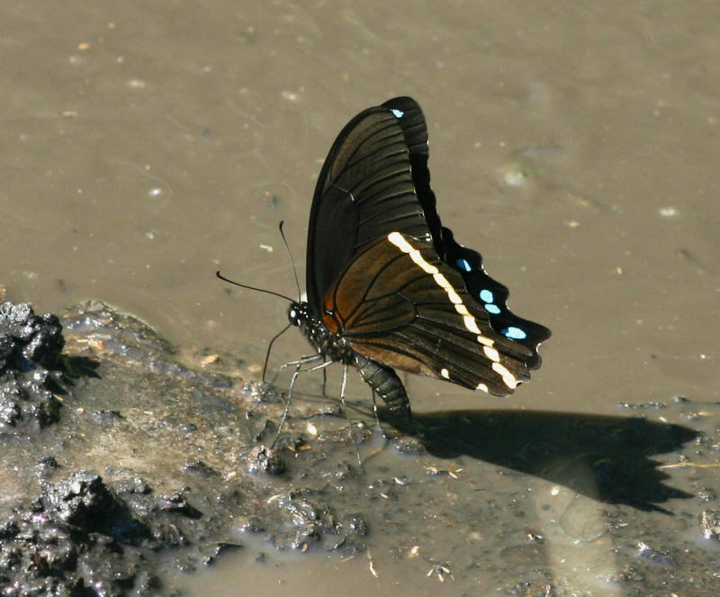 Papilio nireus
