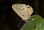 Euchrysops malathana