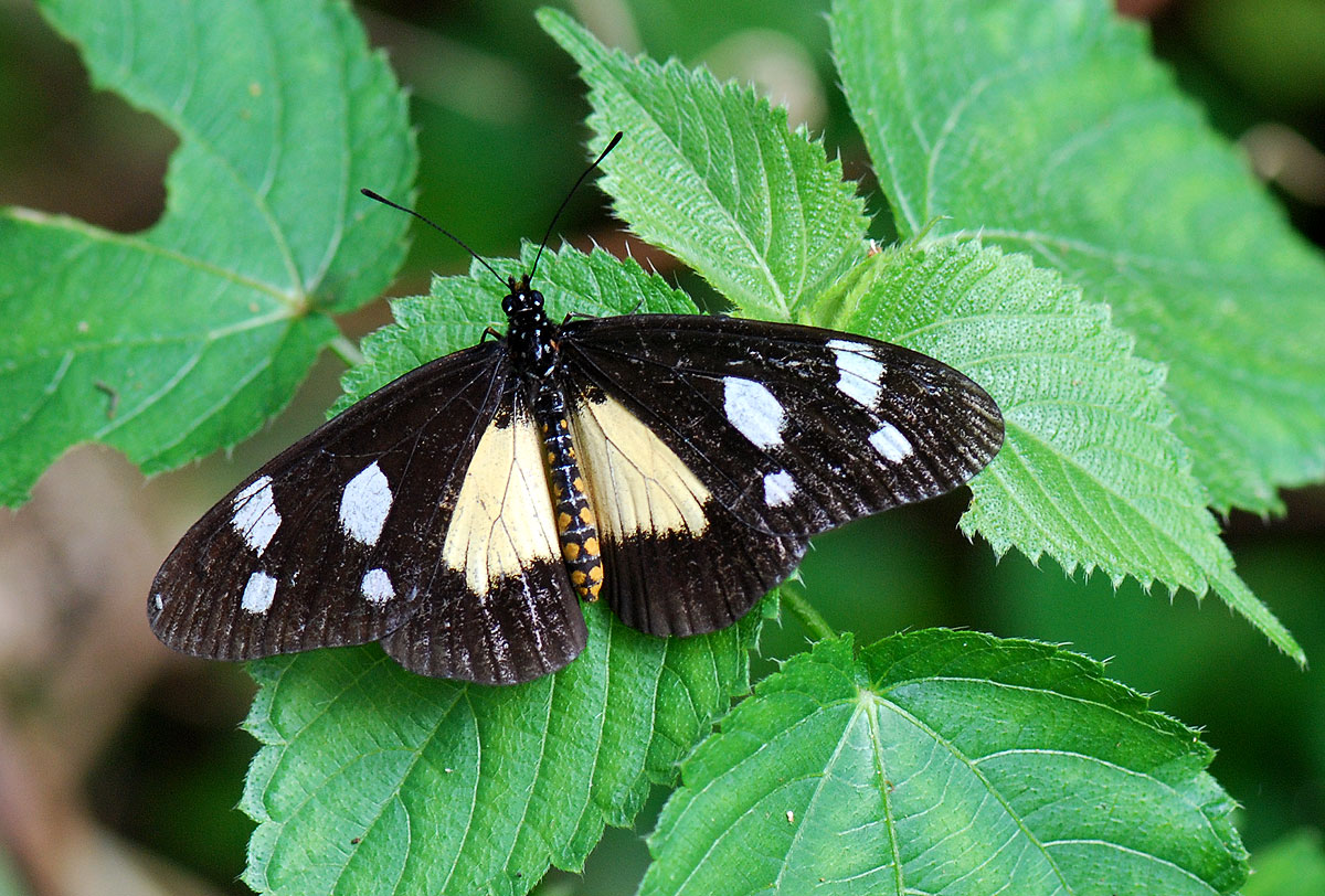 Acraea johnstoni