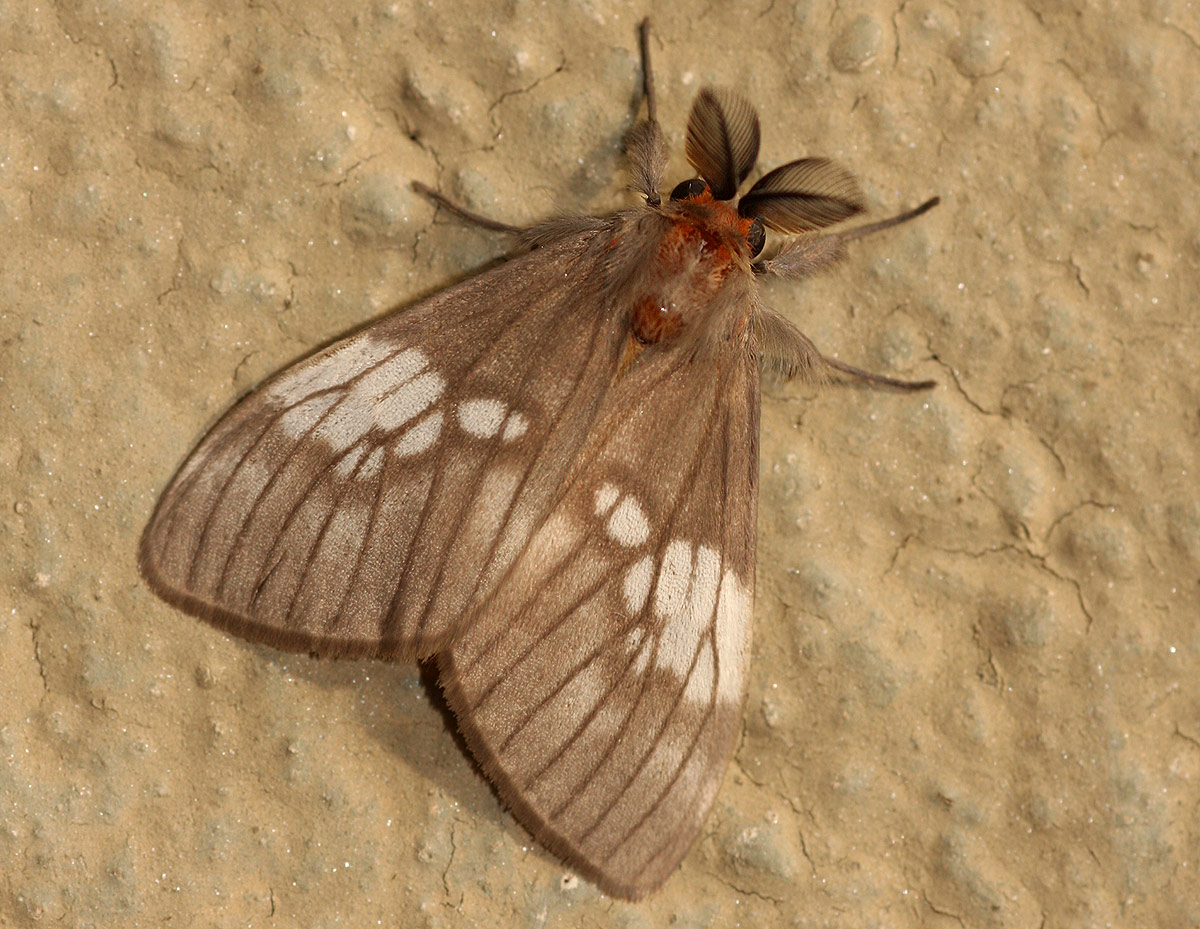 Palasea albimacula