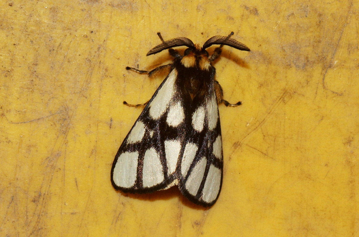 Anaphe reticulata