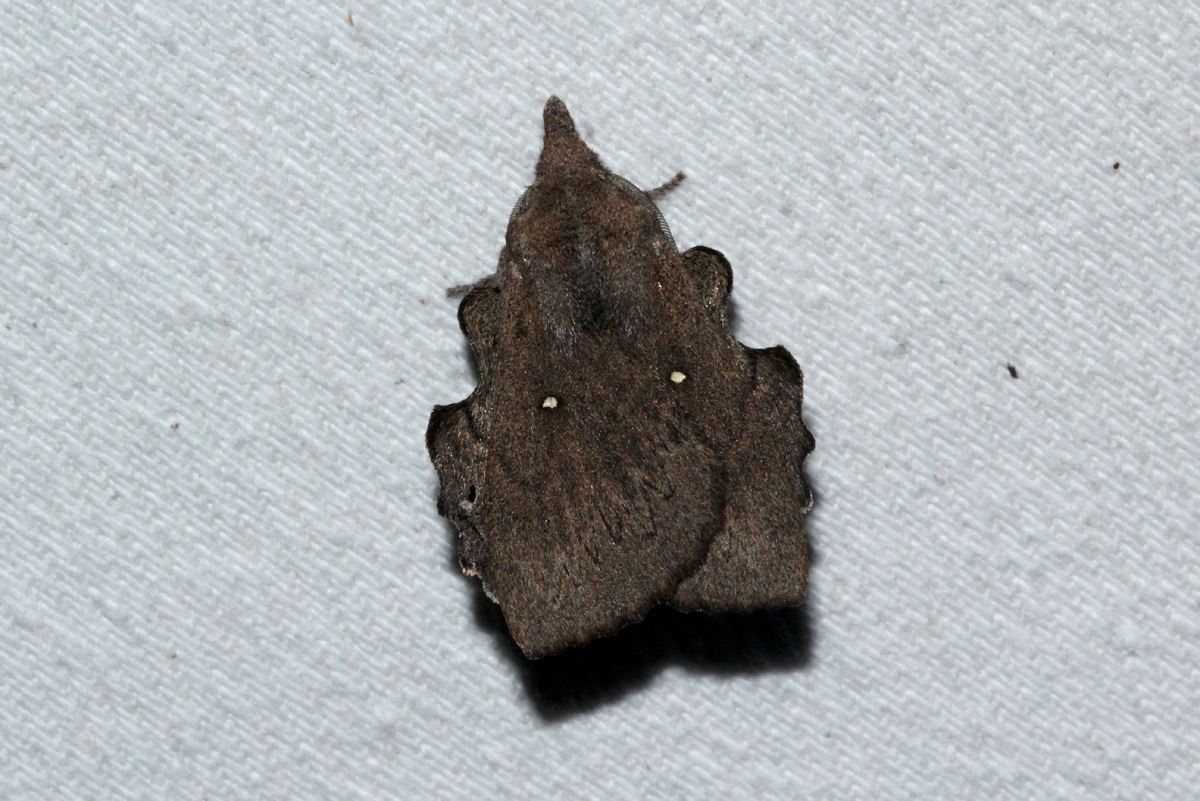 Rhinobombyx cuneata 