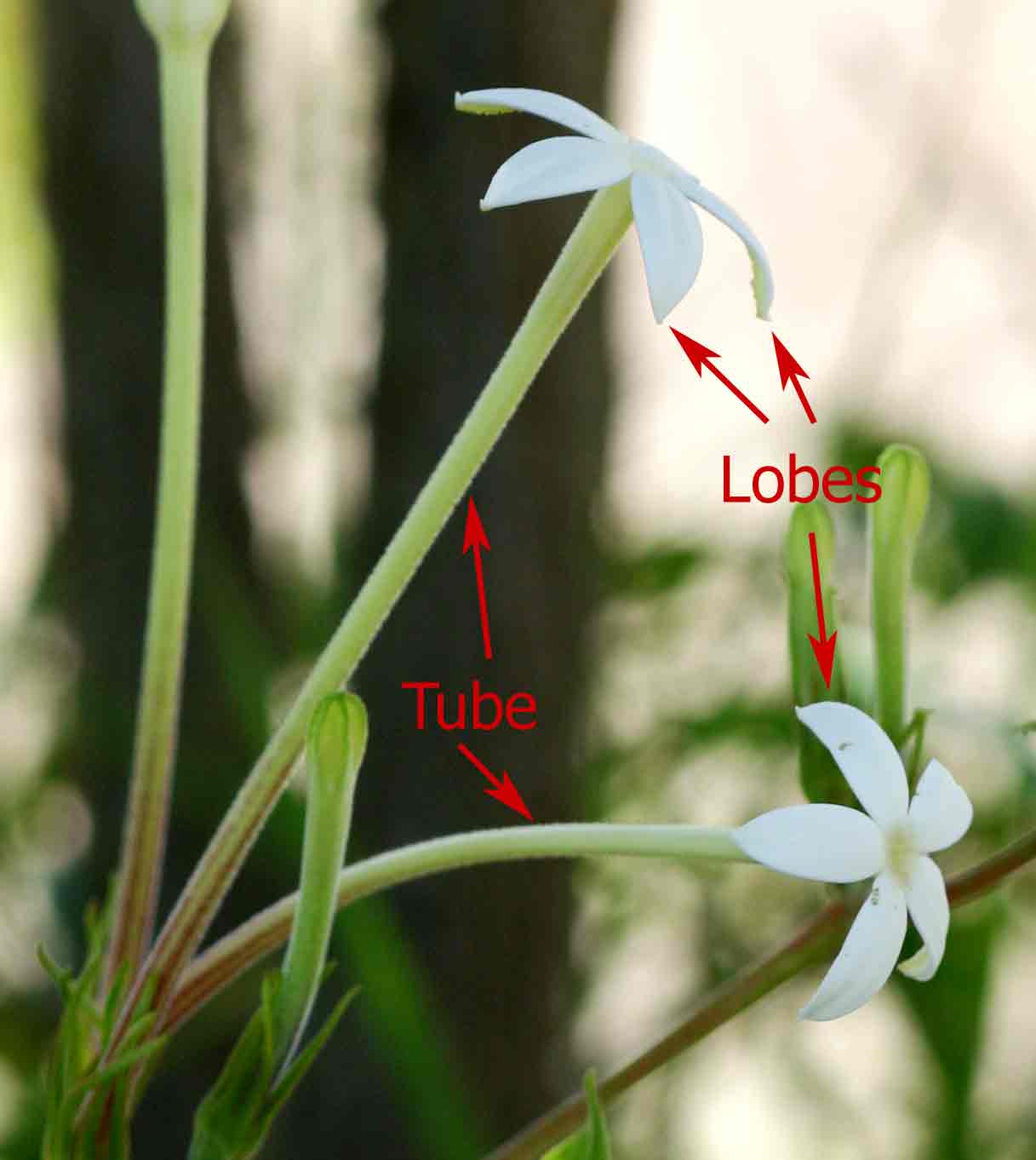 Image of a Pentas corolla showing tube and lobes.
