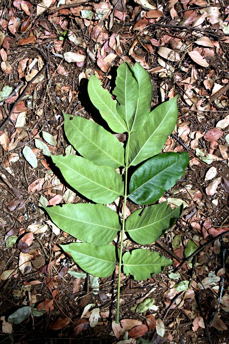 A single leaf of Fagaropsis angolensis, taken at Imire Game Park. This is an example of an imparipinnate leaf, one that has a terminal leaflet.