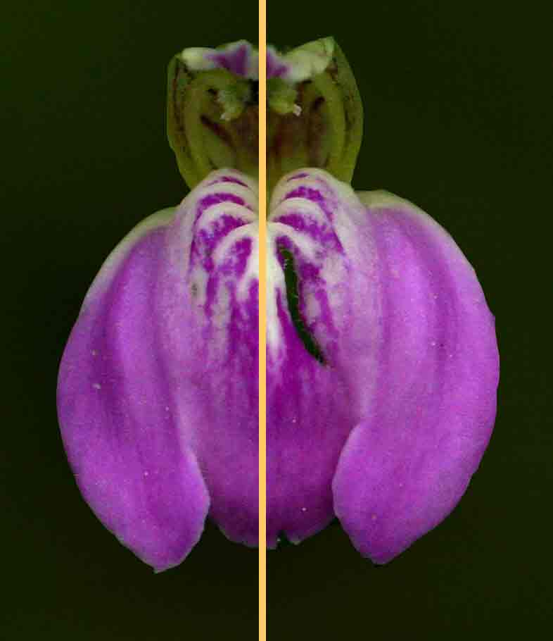 Image of a flower of Justicia with just 1 plane of symmetry.