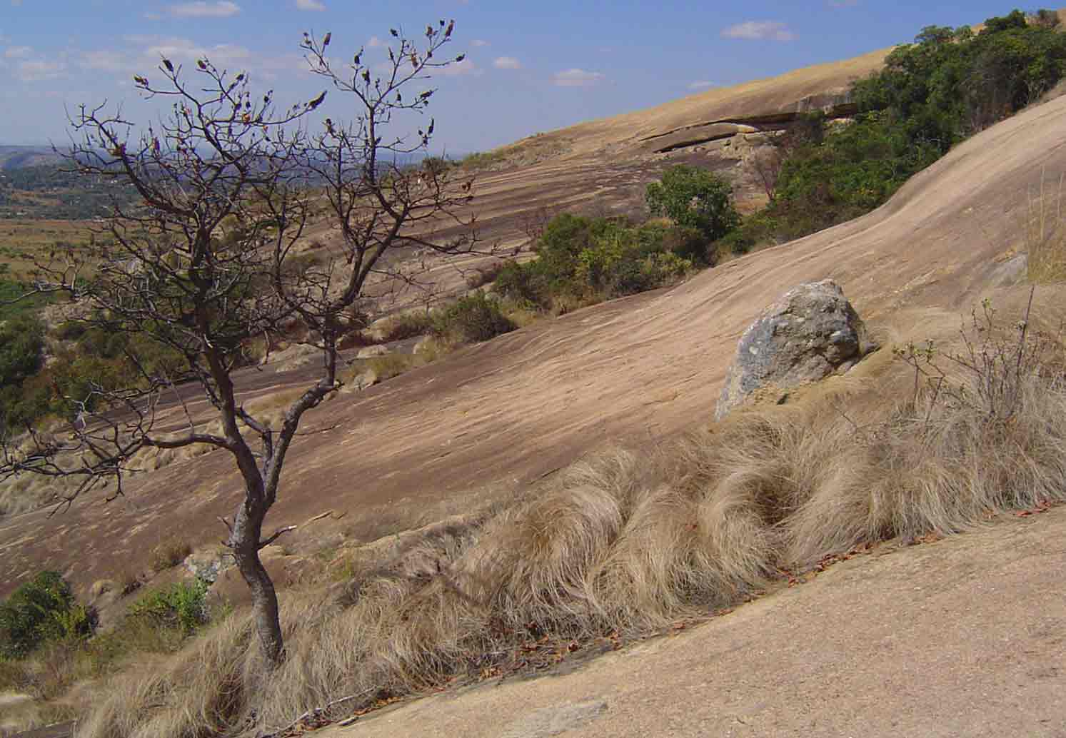 View from a distance towards Domboshawa Cave. A leafless specimen of <a href="species.php?species_id=155120">Hymenodictyon floribundum</a> is visible in the foreground.