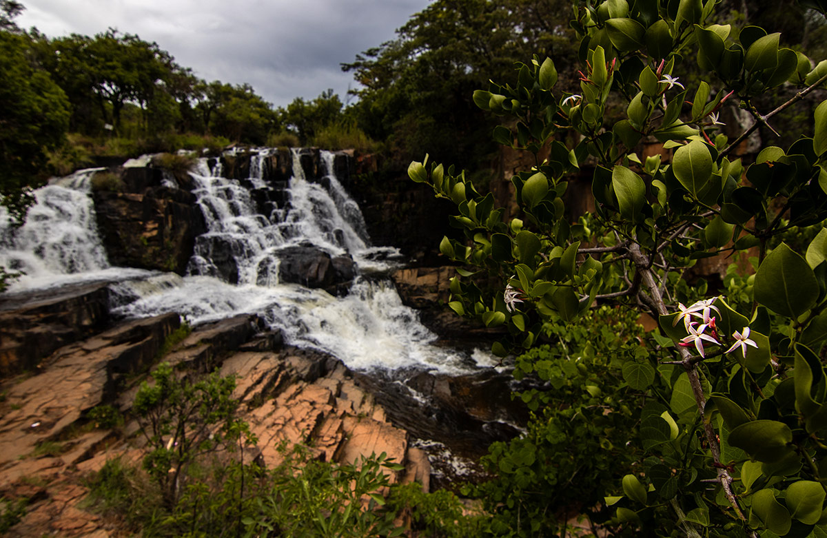 Carissa spinarum at Nyangombe Falls