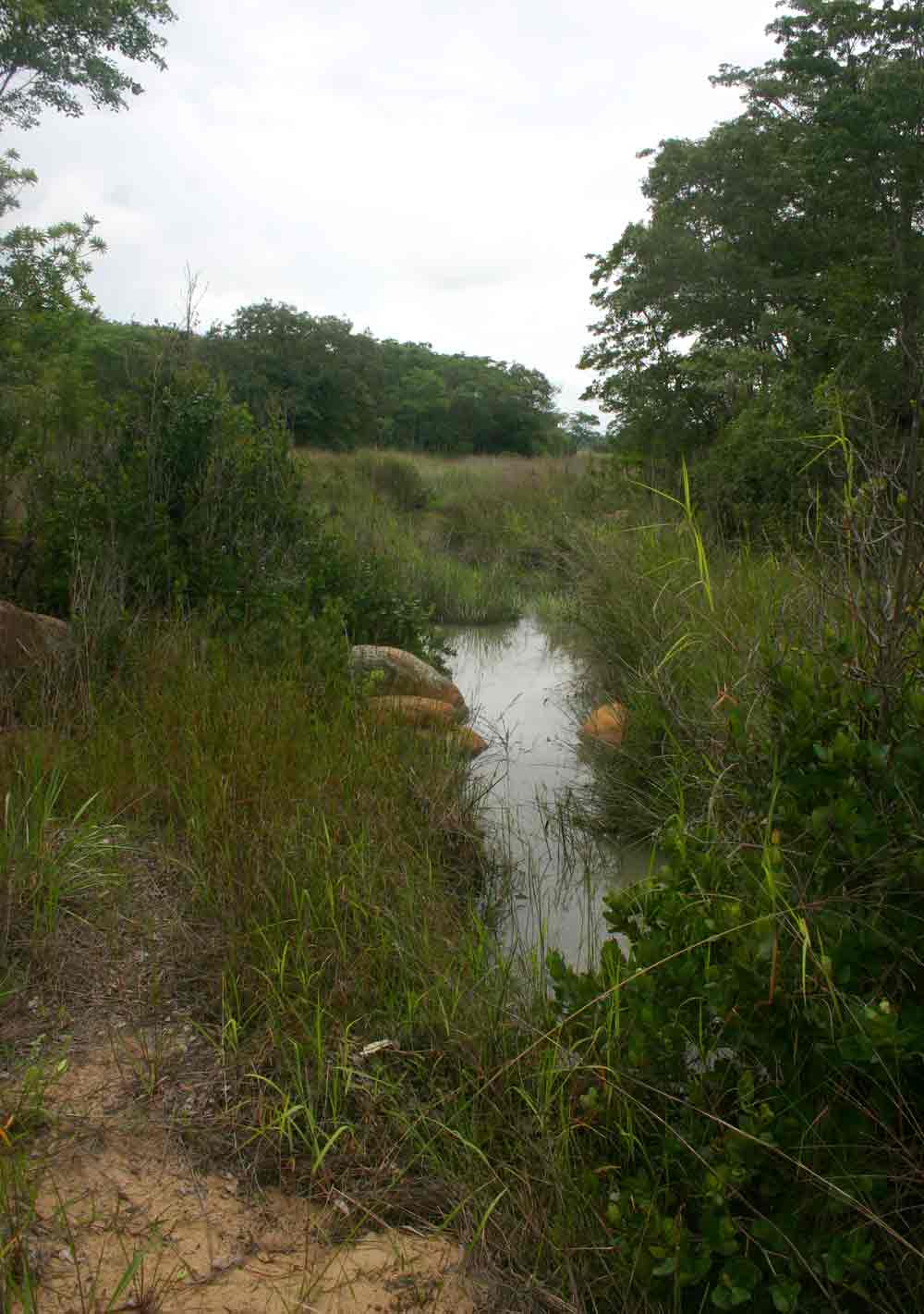 Marshy vegetation along a narrow branch of the dam