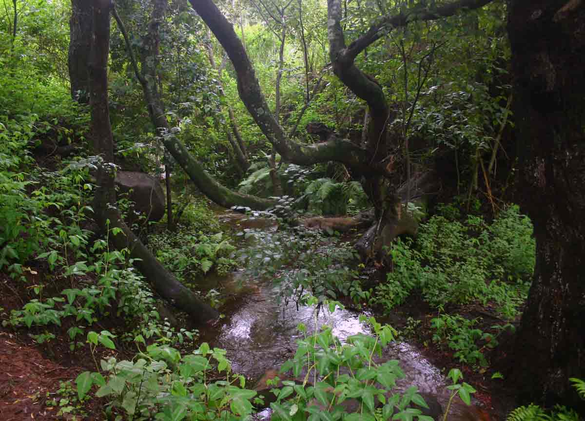 Stream flowing through riverine forest below the dam. The stream runs throughout the year leading to permanently moist conditions even in the dry season.