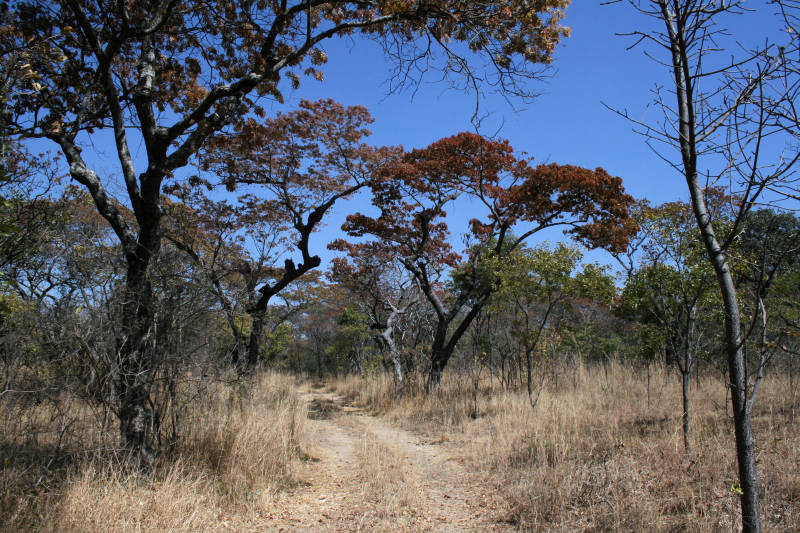 A dry season woodland scene with the msasa (Brachystegia spiciformis) just coming into young leaf.