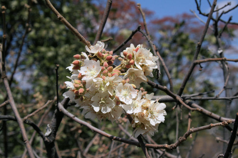 An early-flowering species, Dombeya rotundifolia.