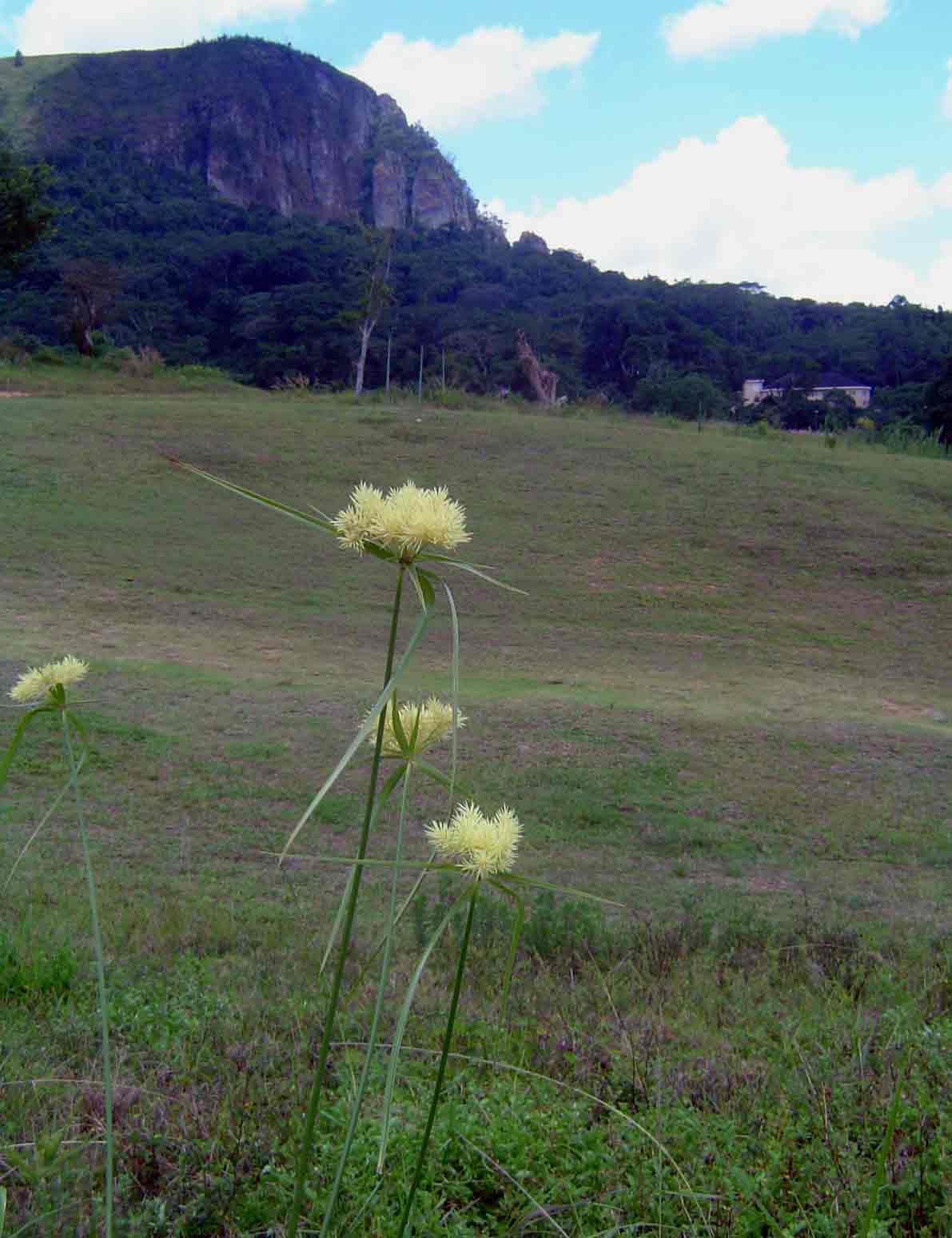 Chinyakwaremba from the Leopard Rock golf course. The pale yellow heads of <a href="species.php?species_id=110300">Mariscus hemisphaericus</a> are in the foreground.