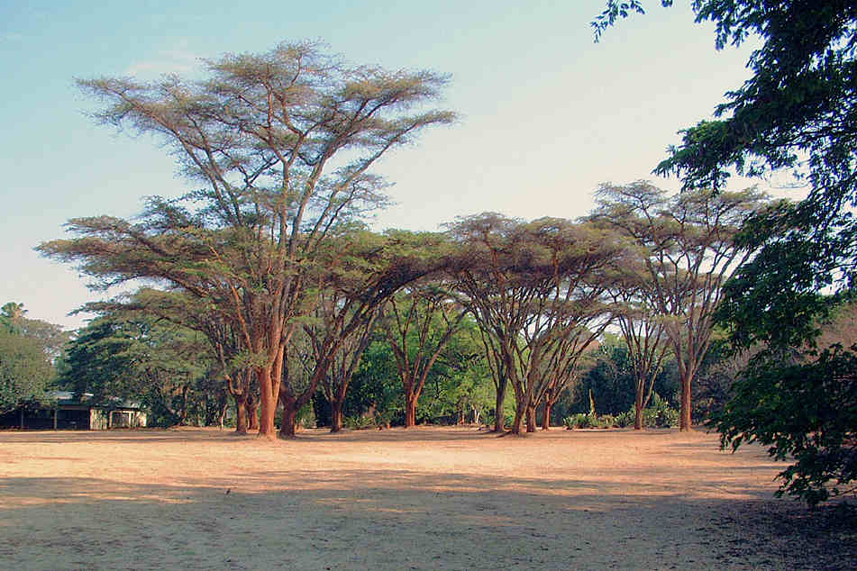 A colony of planted Acacia abyssinica with the National Herbarium (SRGH) building in the background.