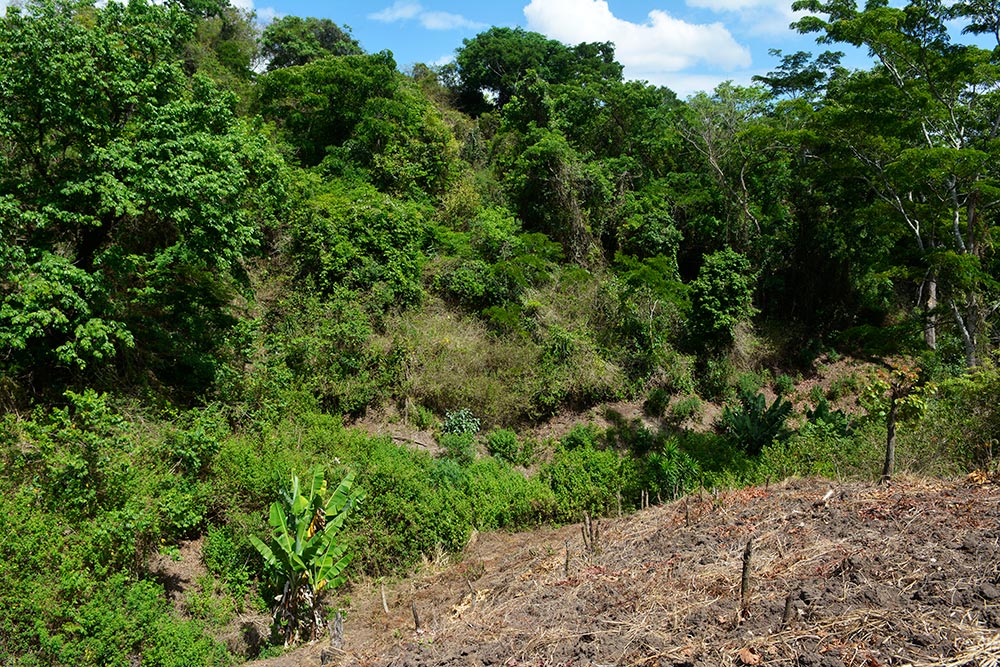 Nhamacoa forest, seen from adjacent farmland