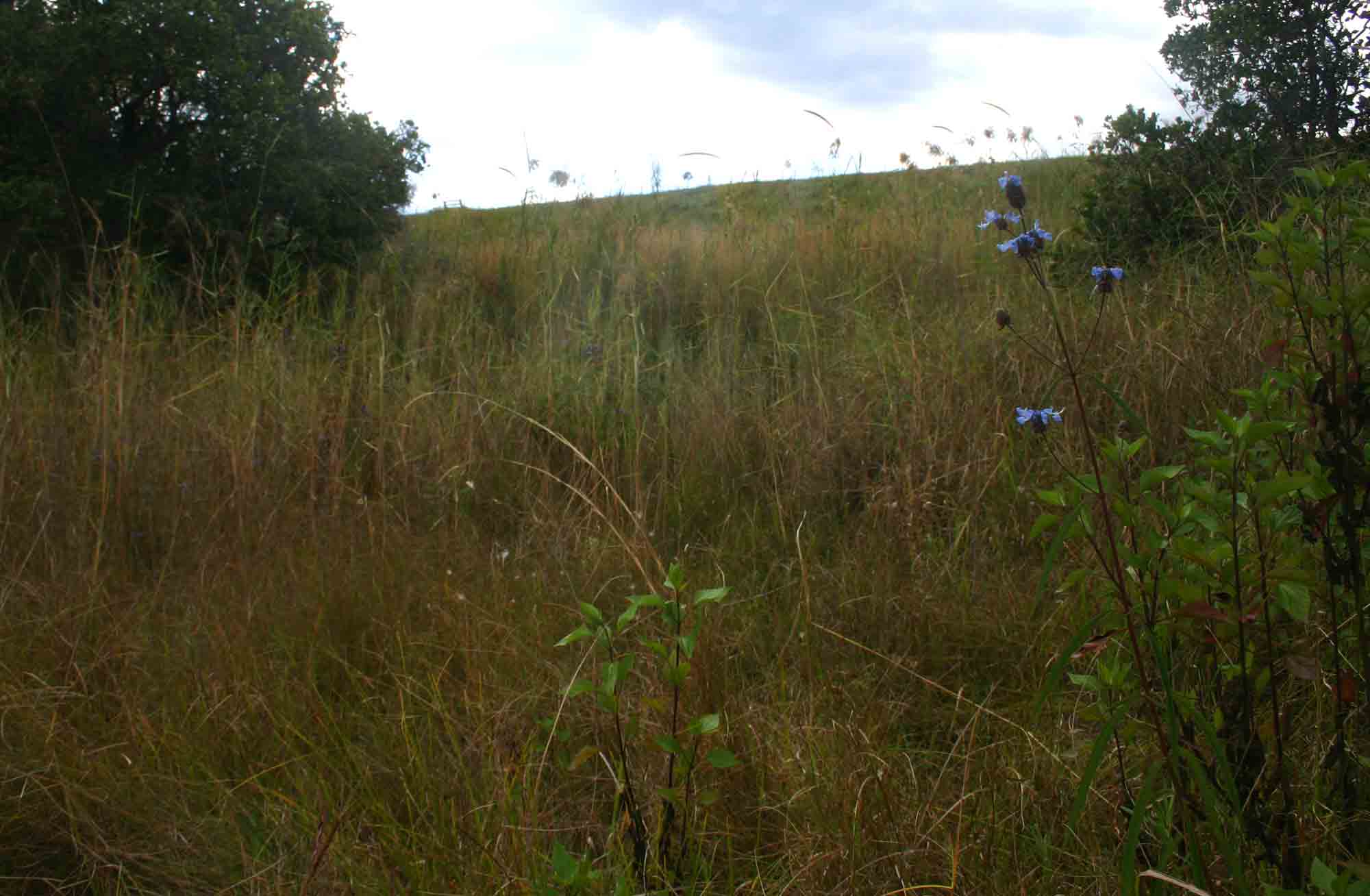 Pycnostachys stuhlmannii in seepage grassland below the dam wall