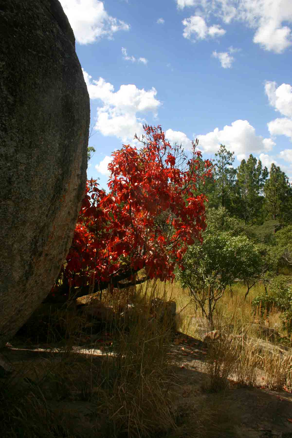 Hymenodictyon floribundum on "Quarry kopje"