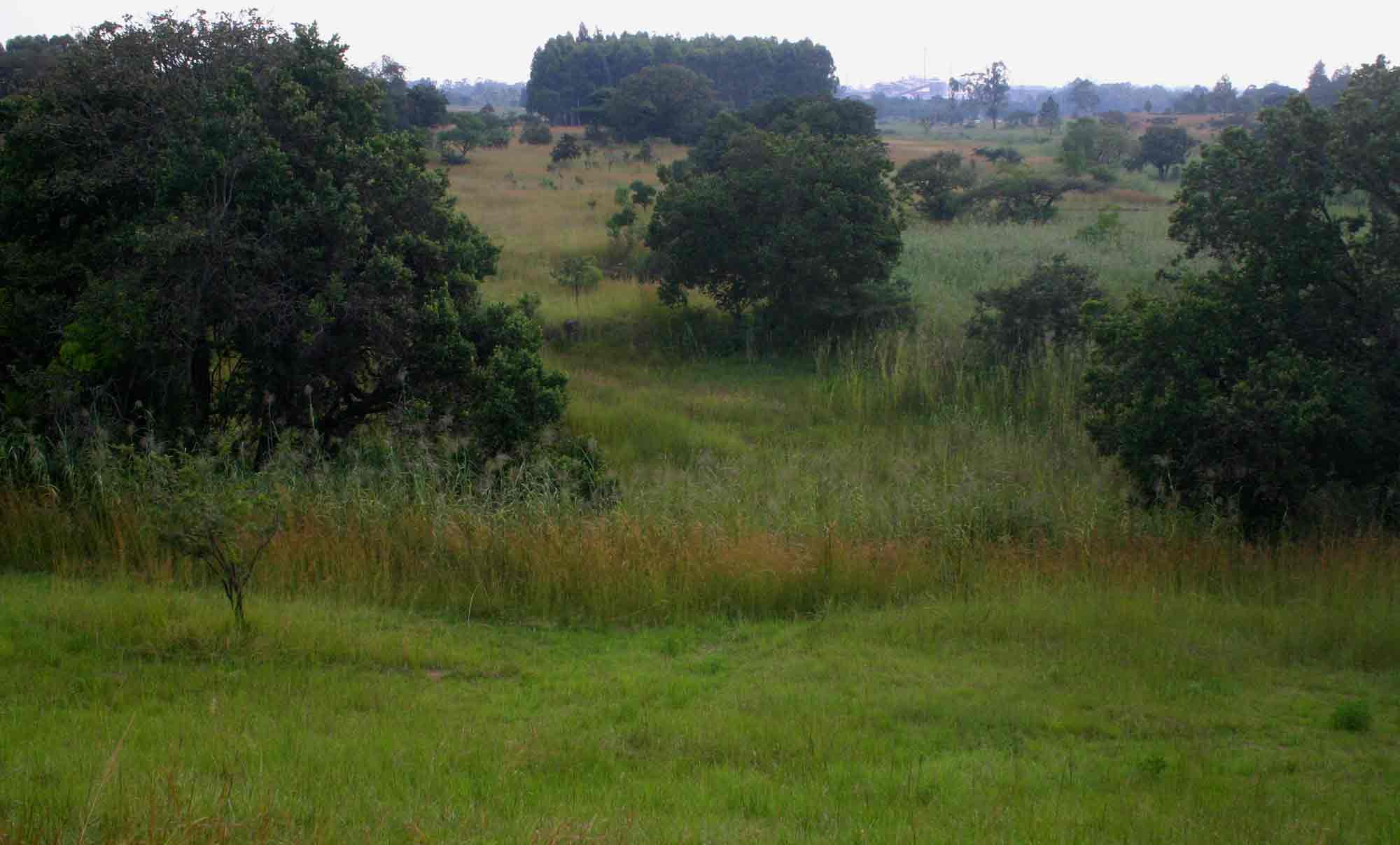 Wooded grassland and vleis below the dam wall