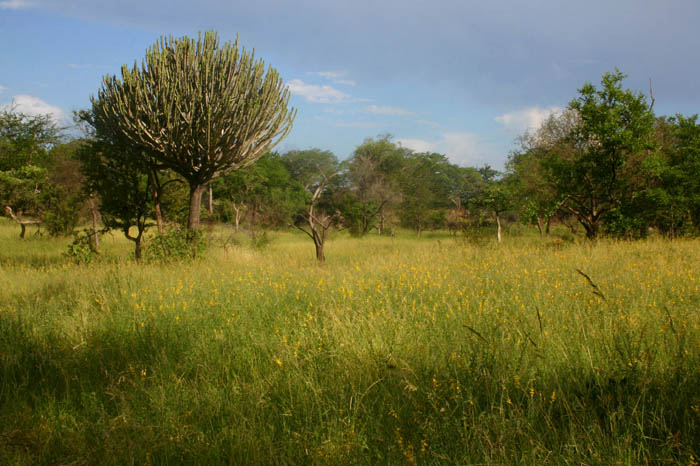 Abundant annual legumes (Crotalaria virgulata) in rainy season grassland.