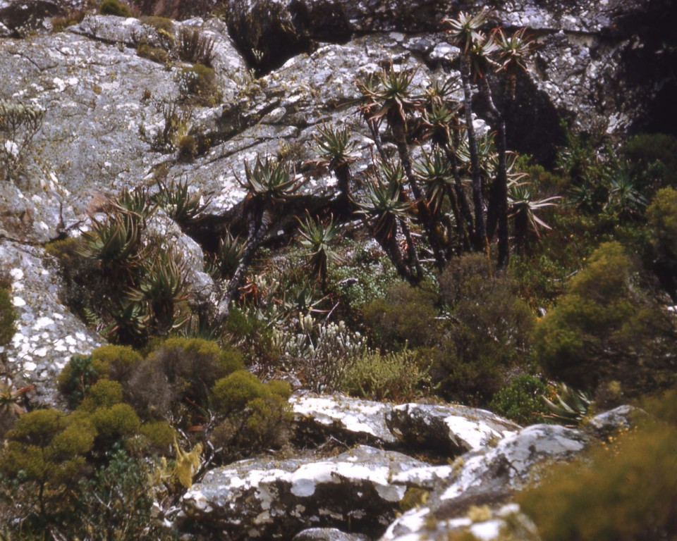 Ericaceous scrub with Aloes & Calomeria on Dombe