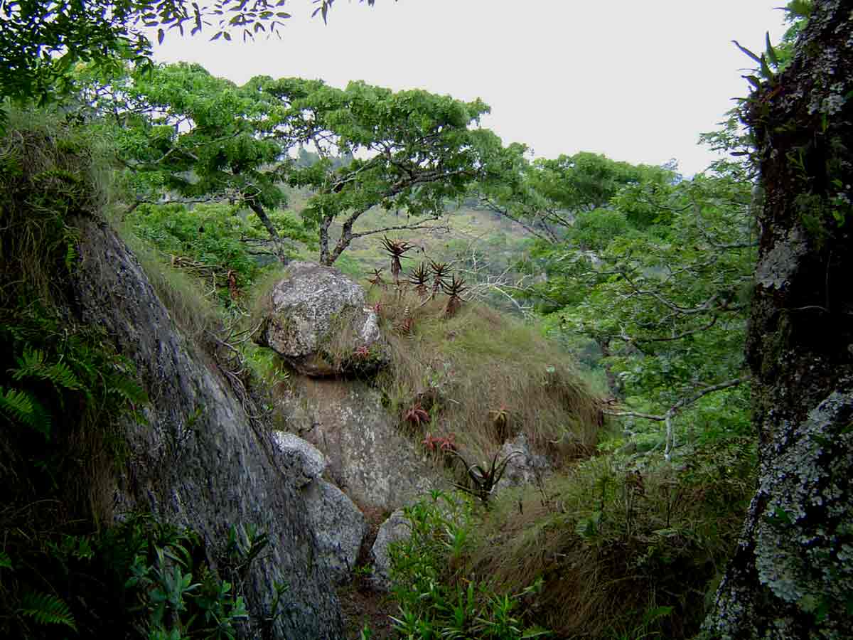 Rich mist-belt vegetation on rocks and trees