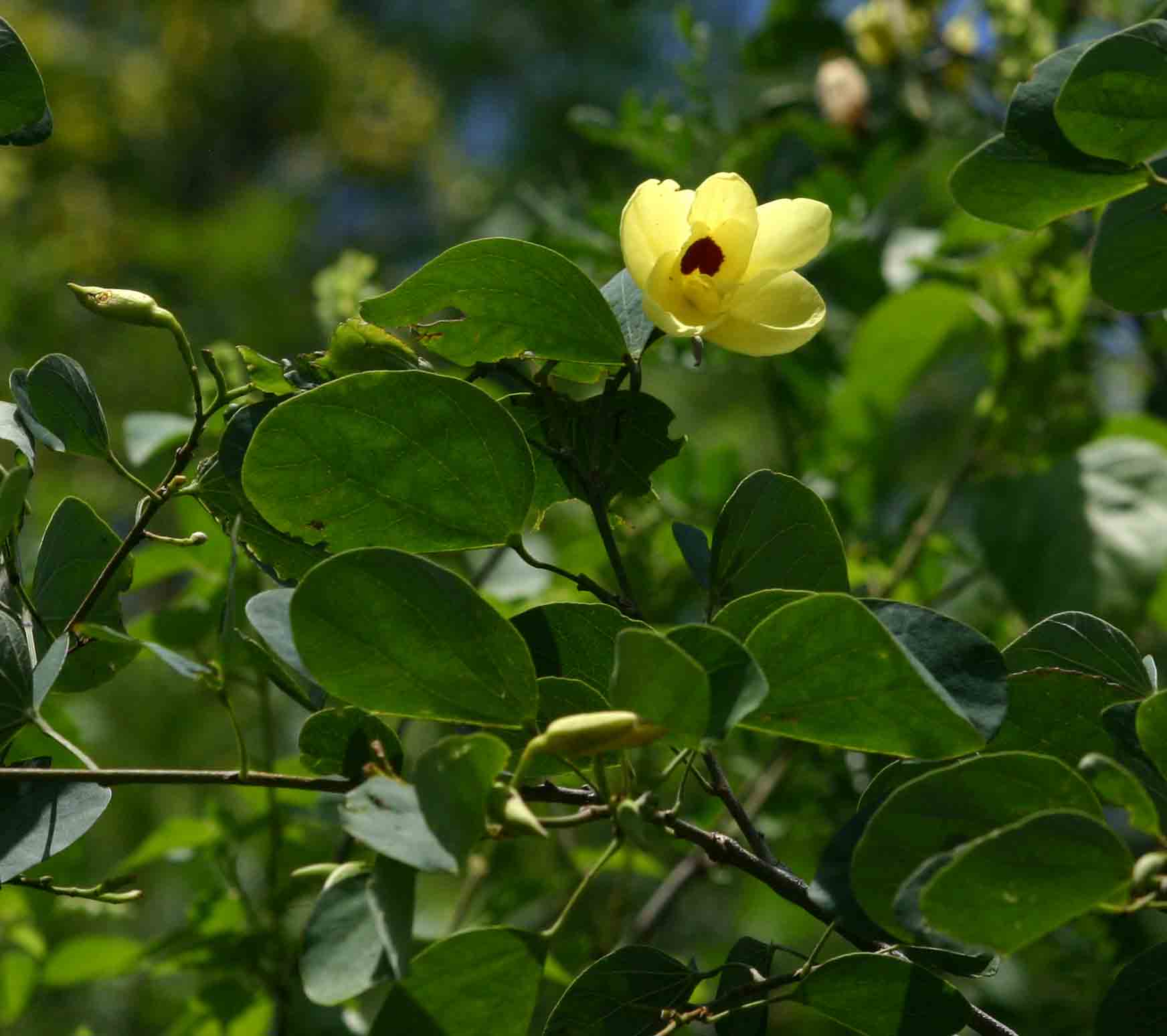 Bauhinia tomentosa in flower