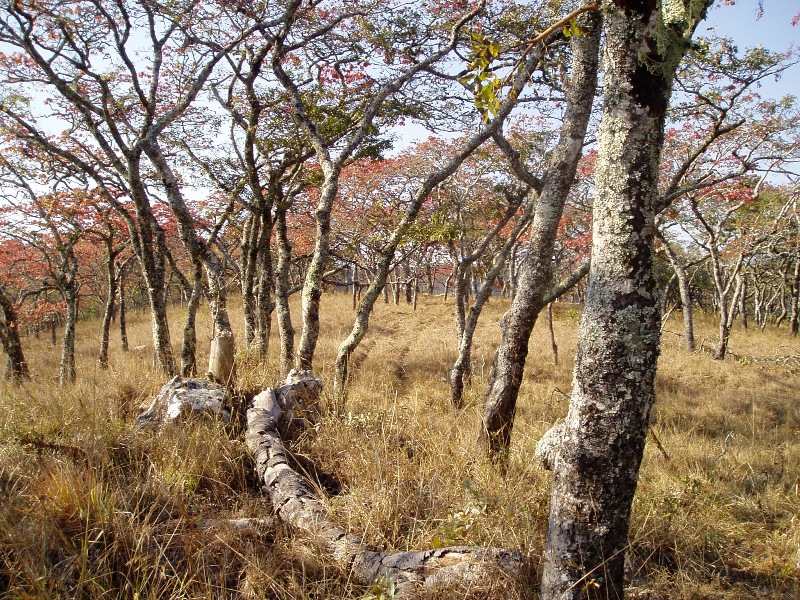 View of typical miombo woodland with quite a thick grass cover