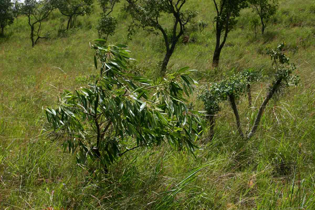 Two endemic species of the Gt Dyke: <a href="species.php?species_id=136600">Ozoroa longipetiolata</a> (left) and <a href="species.php?species_id=136440">Euphorbia wildii</a> (right).
