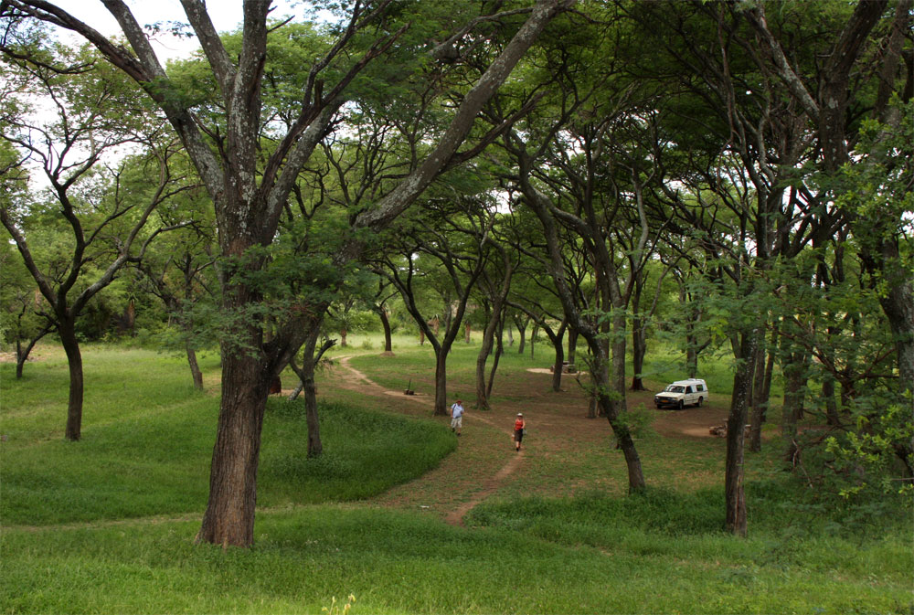 The picnic area at Khami under ancient Jacaranda trees