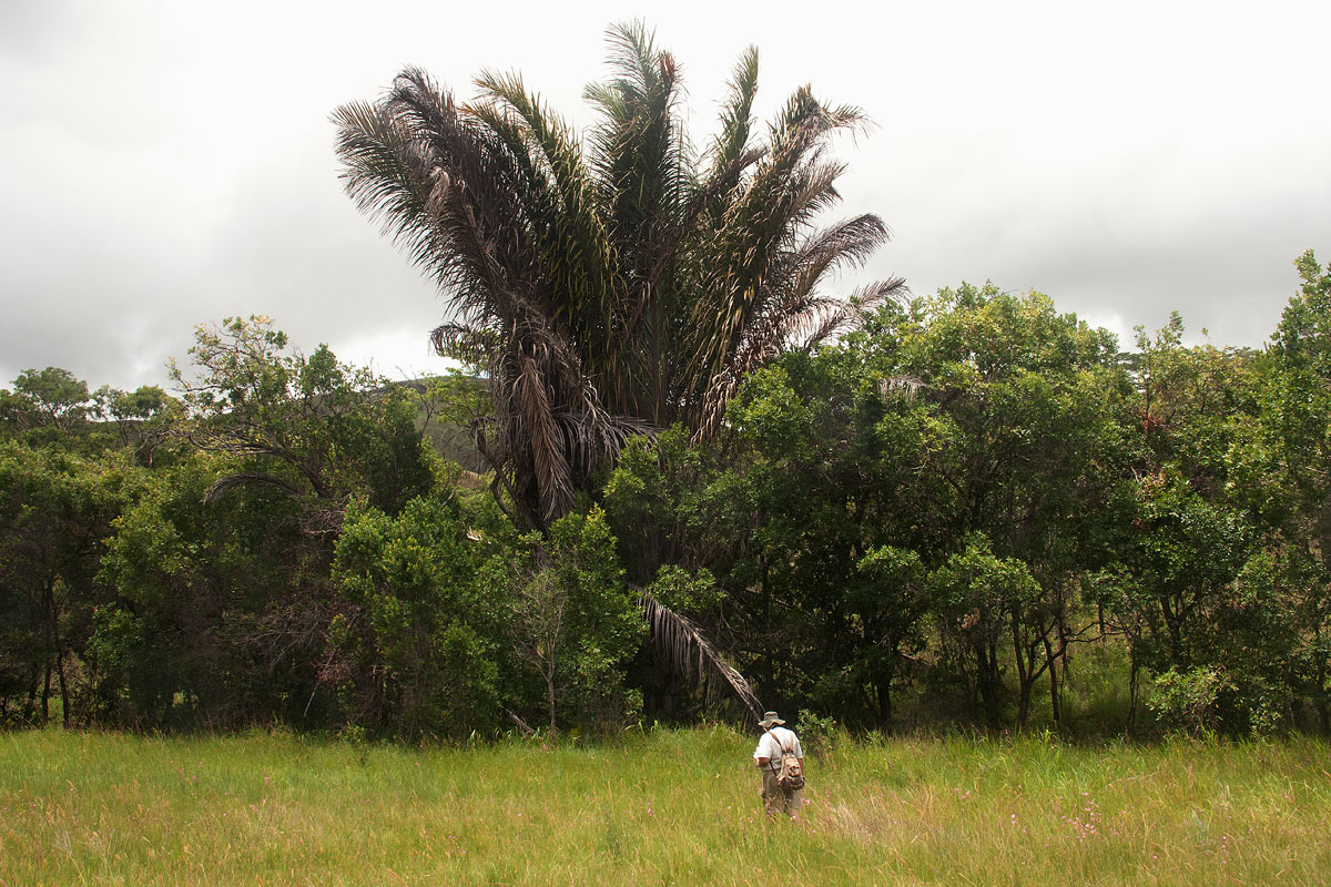 Mark sampling the vlei at Tingwa Palm Botanical Reserve