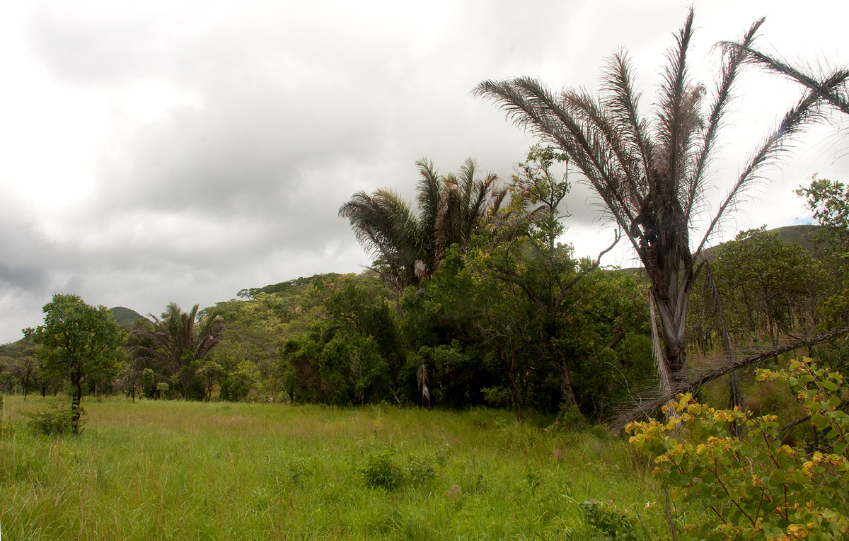 Tingwa Raphia Palm Botanical Reserve