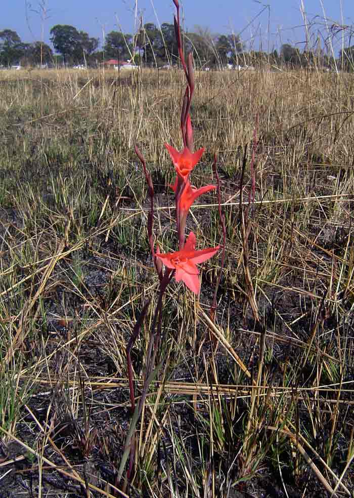 Gladiolus melleri in flower