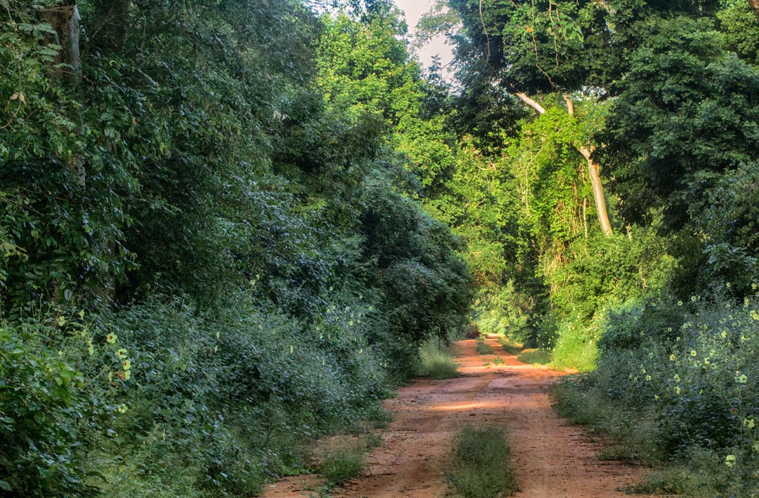 Road 213 through Inhamitanga Forest