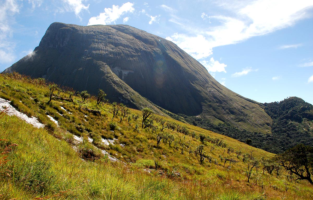 Higher slopes below Namuli peak with seepage grassland and colonies of Xerophyta sp.