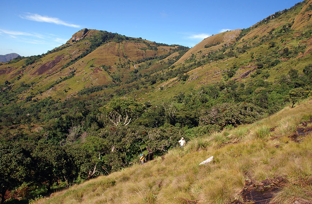Climbing up towards Namuli peak through rocky montane seepage grassland.