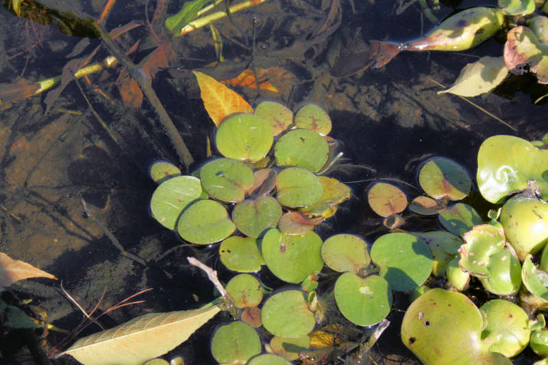 Image shows plant in situ with leaves floating on the water surface