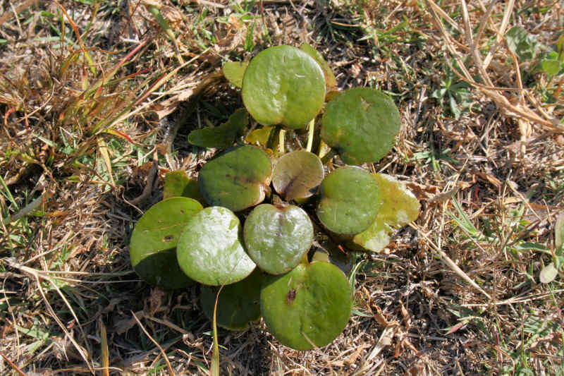 The plant removed from the water and placed on the bank