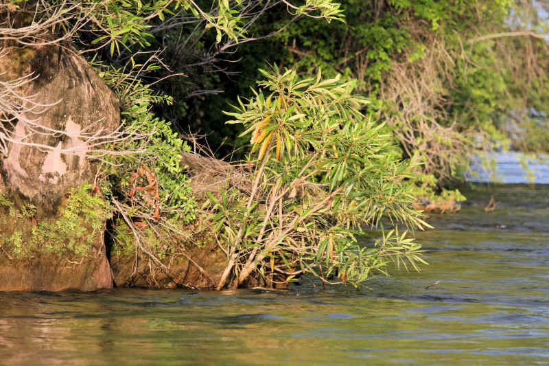 Breonadia salicina by the Zambezi River, Zambia