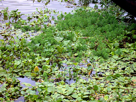 A view of Limnobium laevigatum, with some E. crassipes (top left). Miller's Creek, Lake Chivero, 2006.